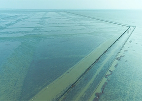 高郵鴨集團：高郵湖養殖基地